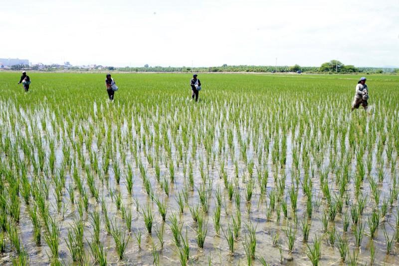Inversión en cultivo de arroz en Perú alcanza los S/ 3.600 millones en la presente campaña