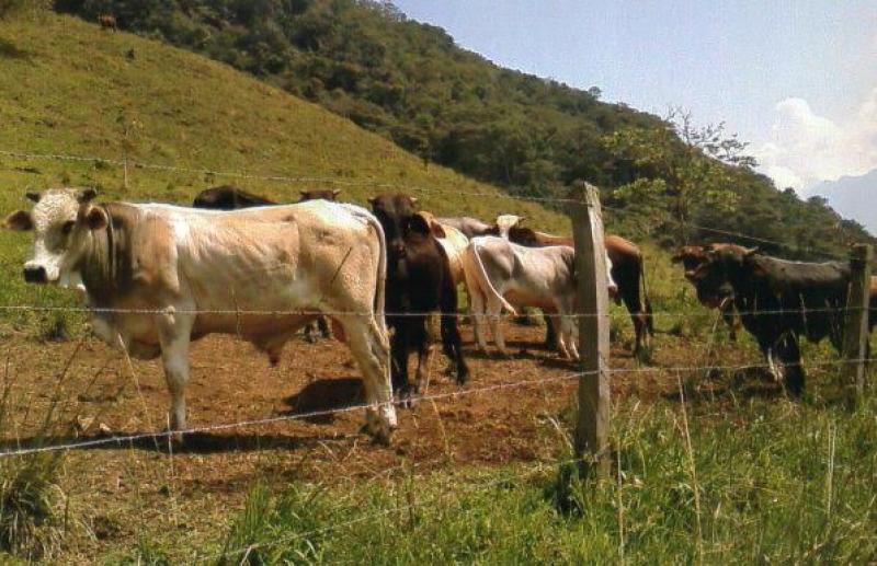 Investigadores de Universidad de Pasco participarán en desarrollo de material genético para mejorar la ganadería en Oxapampa