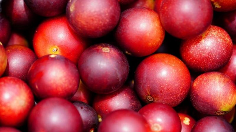 Investigadores peruanos usan IA para determinar temperatura inicial de congelación de frutas exóticas