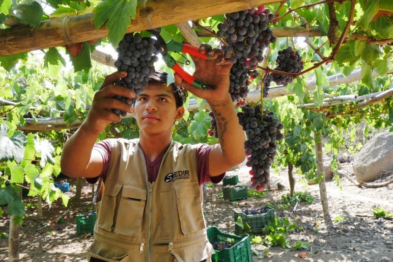Invierten S/ 4.5 millones para fortalecer industria del destilado de uva en Áncash