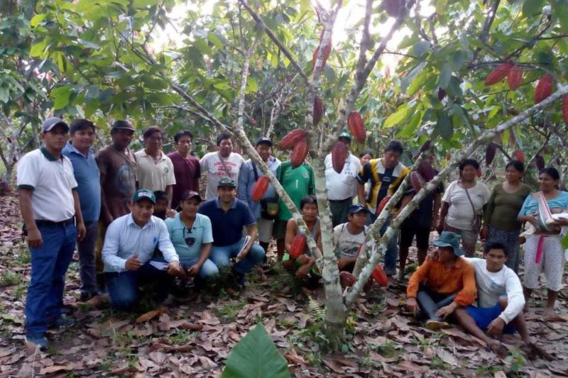 Junín: Agrorural desarrolla proyecto de asistencia técnica en la cadena productiva de cacao orgánico