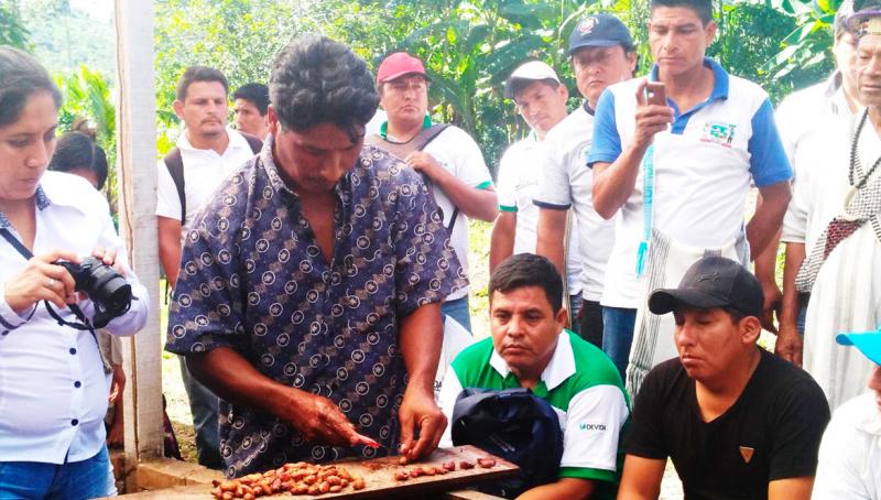 Junín: más de 50 técnicos fortalecen sus capacidades en fermentación y secado de cacao