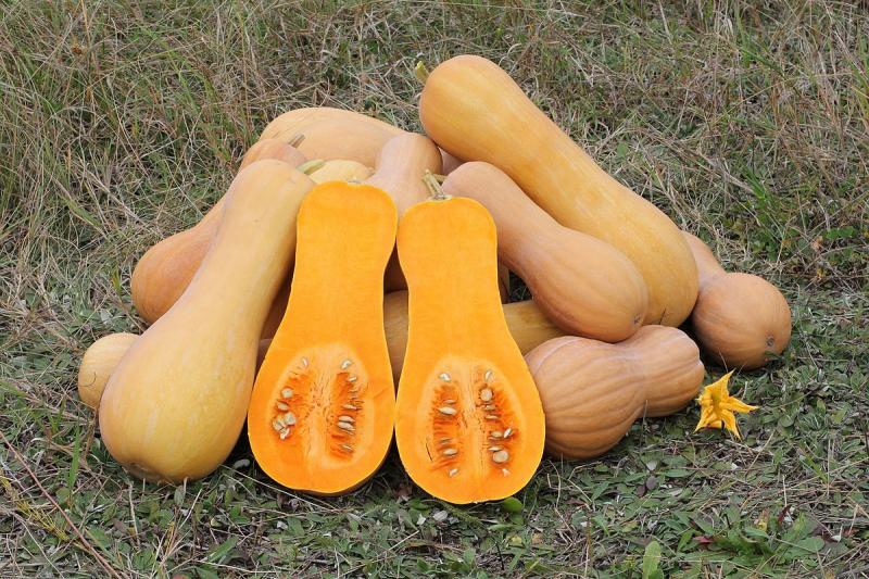 KeyPerú exportaría 700 toneladas se calabaza butternut