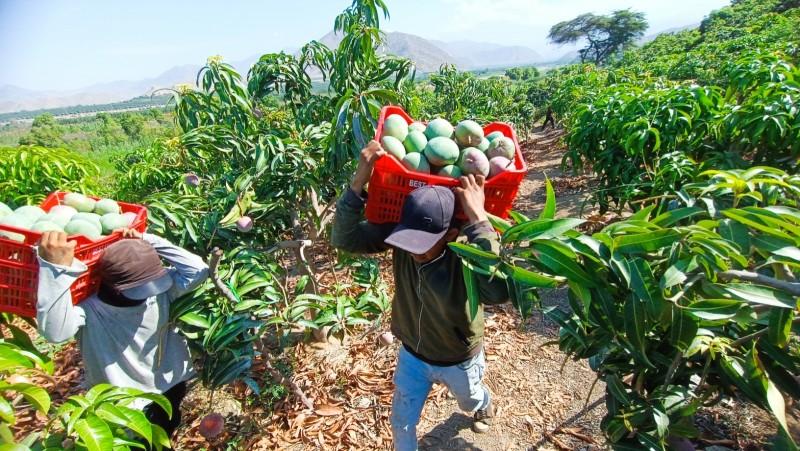 La agroexportación peruana y su desafío pendiente: gobernanza social, el verdadero motor sostenible