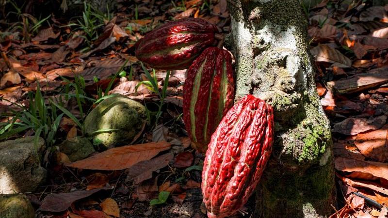 La Cooperación Francesa ha sido clave en el desarrollo del cacao y chocolate peruano