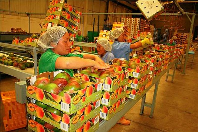La distancia sigue siendo la mayor restricción para incrementar volumen de exportación de mangos frescos al continente asiático