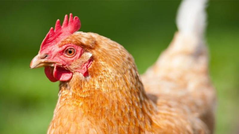 La empresa que produce pollo sin matar un solo animal