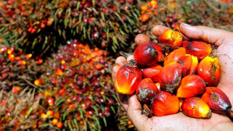 La exportación de palma arranca el 2025 con US$ 23.9 millones