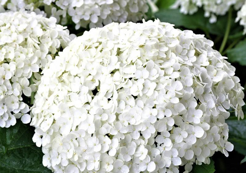 La hortensia se abre paso como alternativa productiva en Huánuco