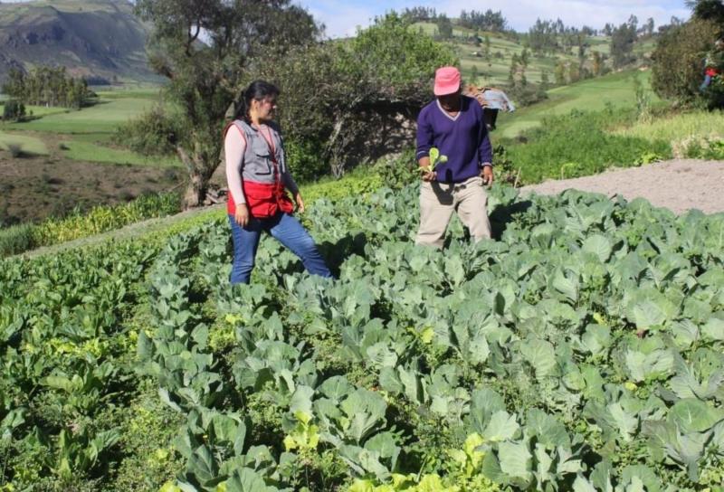 La Libertad: Foncodes invierte S/ 13.9 millones en proyectos productivos