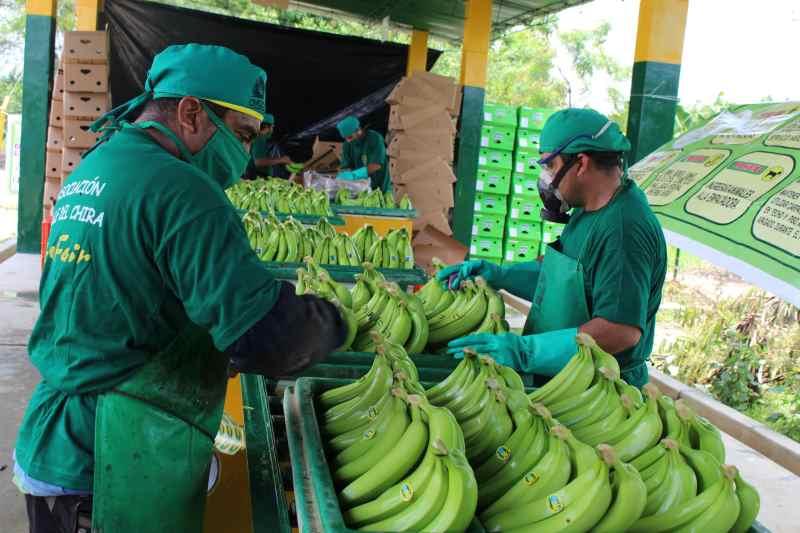 La Libertad reconoce al banano orgánico como producto bandera