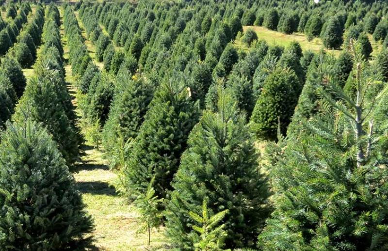 La Libertad: sembrarán 5 millones de pinos en las cabeceras de cuenca al 2021