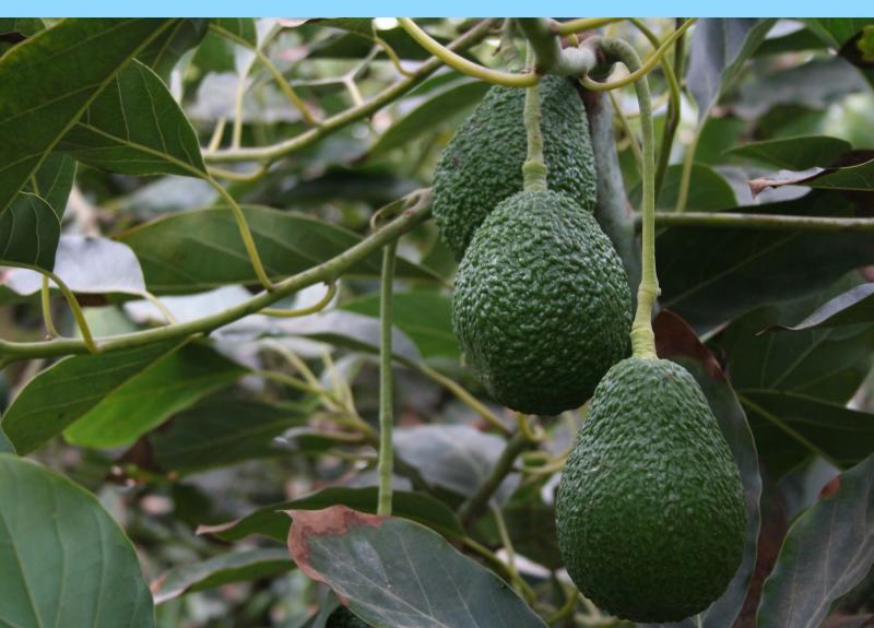 La palta, un cultivo de estrés en el desierto peruano