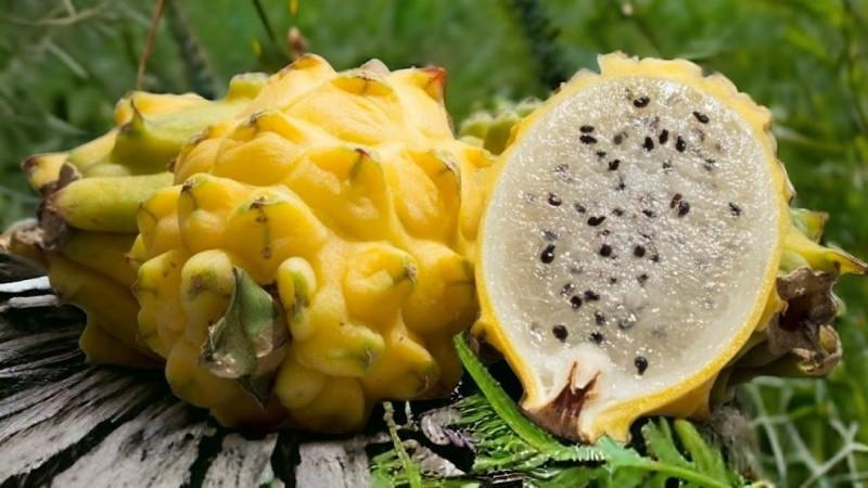 La paradoja de la pitahaya: Ecuador bajo la lupa europea por exceso de pesticidas