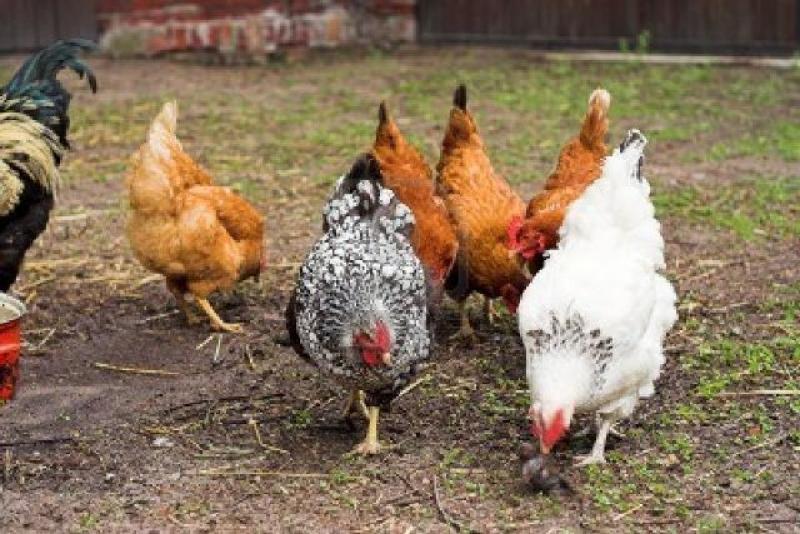 LA POBLACIÓN DE AVES DE CORRAL AUMENTA 69% EN CASI DOS DÉCADAS