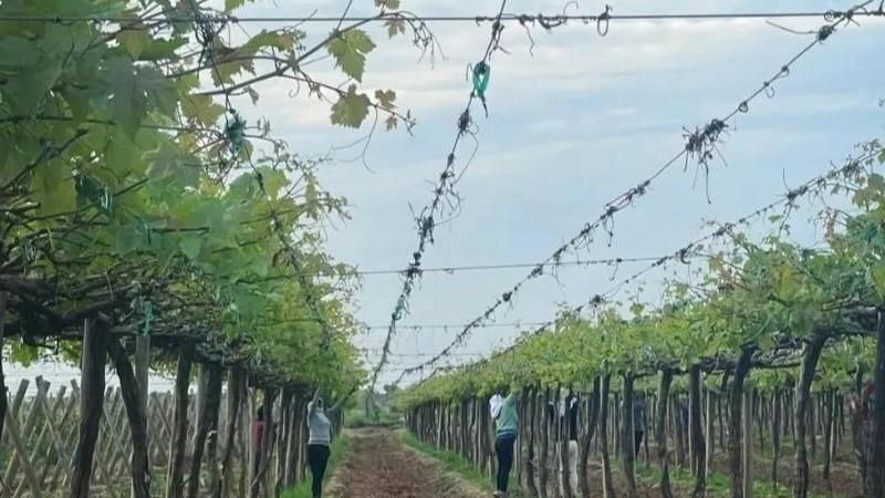 La poda de formación en el norte del Perú es mucho más que fertilizar