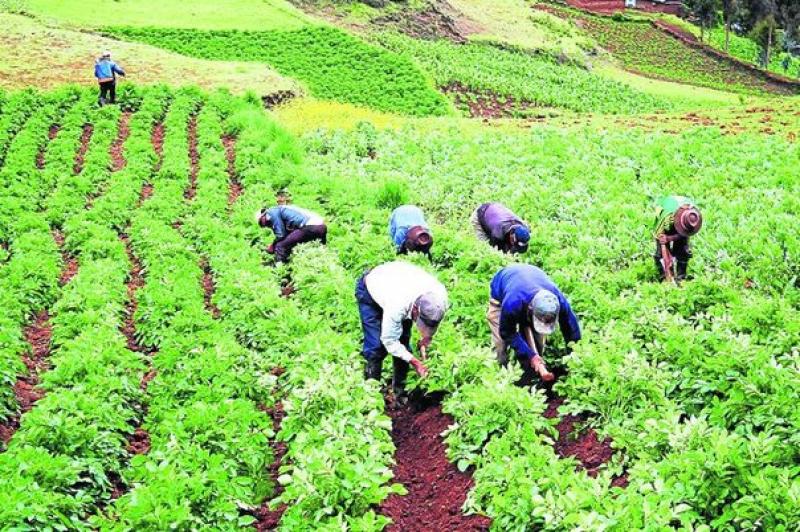 La Positiva busca crear nuevas pólizas para el sector agroexportador