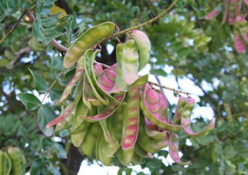 LA PRODUCCIÓN INDUSTRIAL DE TARA ALCANZÓ 21 MIL TM EN 2012