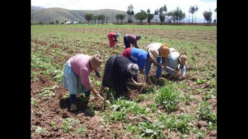 La productividad y la promoción de innovaciones en la agricultura peruana