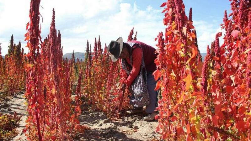 La quinua real de Bolivia busca su denominación de origen ante el mundo