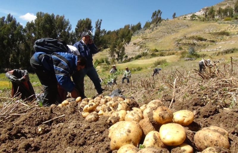 La rancha puede ocasionar hasta el 100 por ciento de pérdidas por hectárea en los cultivos de papa
