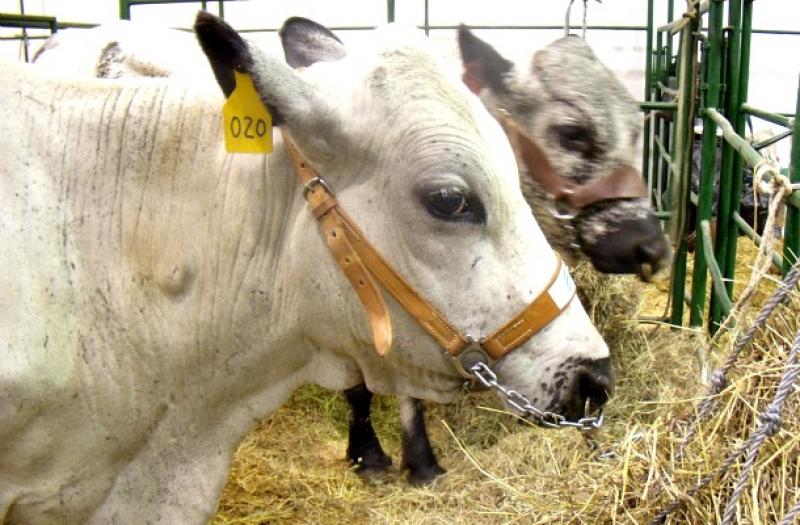 LA RAZA CRIOLLOS REPRESENTA EL 64% DEL GANADO VACUNO DEL PERÚ
