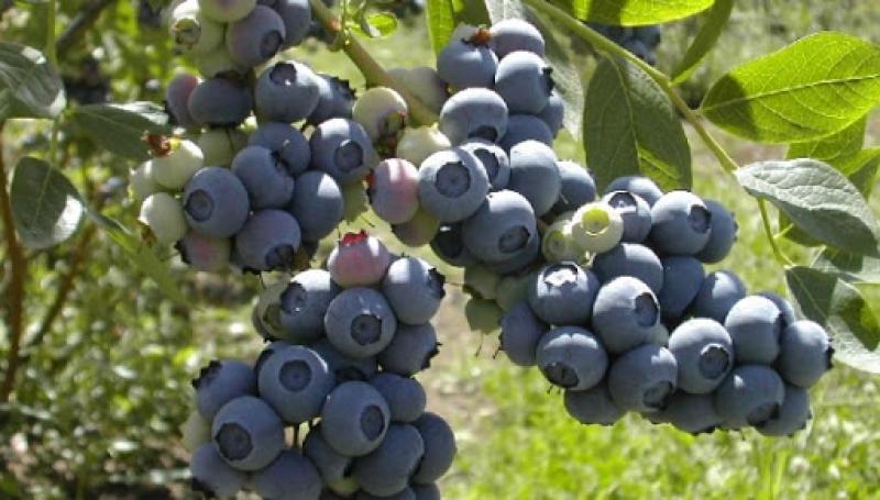 "La revolución agrícola irá a la sierra"