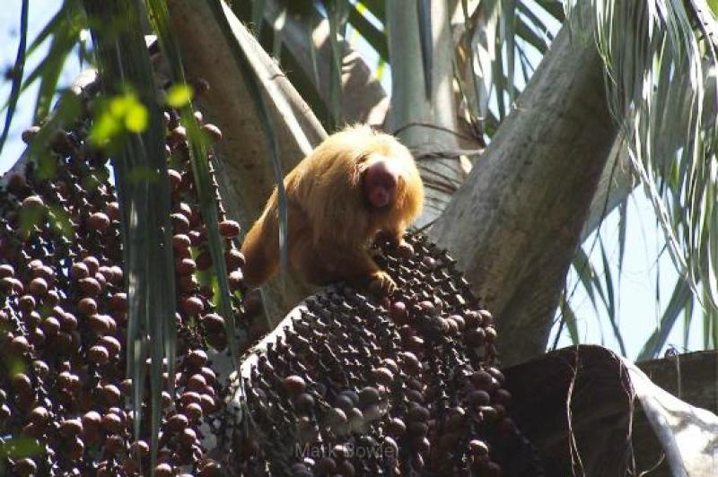 La selva peruana también puede entrar con sus propias variedades al mercado de los berries