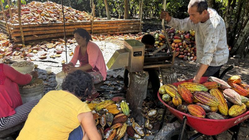 Las razones para el reciente retroceso en los precios del cacao