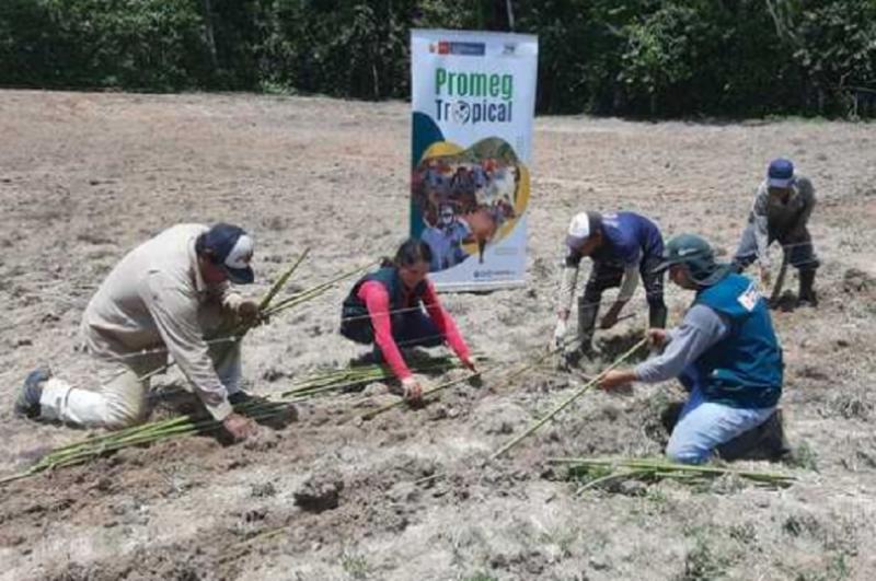 Loreto: INIA instala parcela demostrativa para producción de forraje de calidad en Yurimaguas