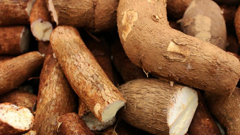 Loreto lidera producción nacional de yuca, pero enfrenta brechas de infraestructura y formalización