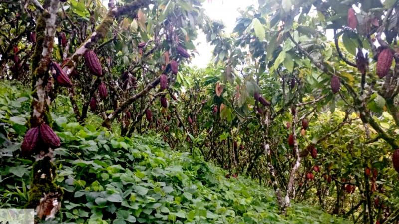 “Los inventarios certificados de cacao siguen en mínimos históricos comparados con campañas anteriores”