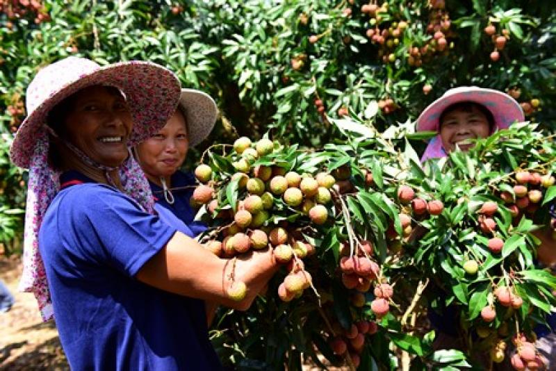 Los lichis chinos entran por primera vez al mercado sudamericano