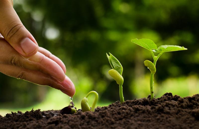 “Los microorganismos aplicados a las plantas pueden tener una función doble de agente de biocontrol y de bioestimulante”