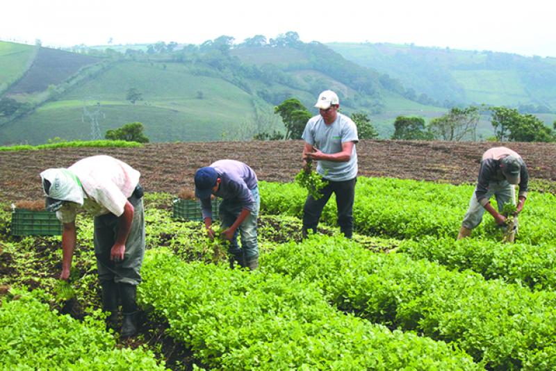 Los productos agrícolas van a escasear en Costa Rica