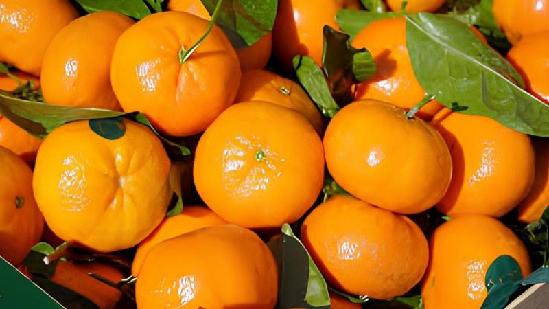 Mandarina peruana llegó a 22 mercados en abril de 2025