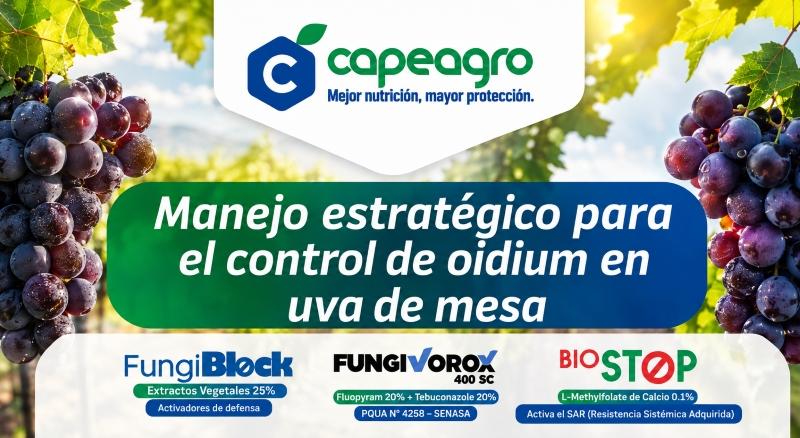 Manejo estratégico del Oidium en uva de mesa: una estrategia eficaz para proteger el rendimiento y la calidad del cultivo
