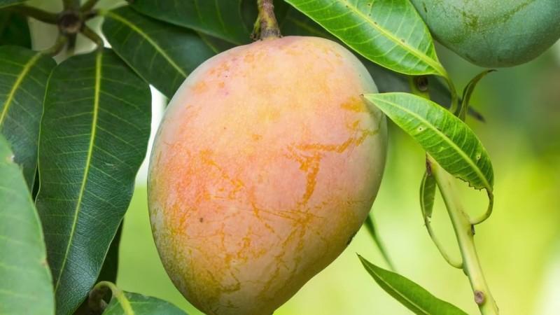 Mango costarricense gana competitividad con una estrategia de alto valor