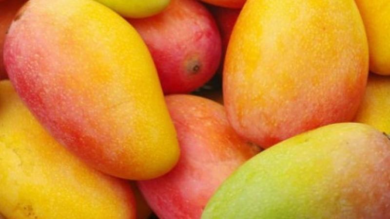 Mango fresco representó el 40.97% del volumen envíado vía aérea por Perú en el primer trimestre del 2025