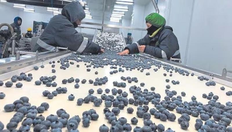 Más de 15 mil empleos perdidos en la agroindustria por crisis en La Libertad