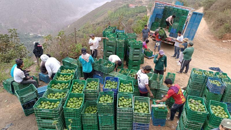Más de 300 empresas peruanas exportaron palta Hass durante 2023