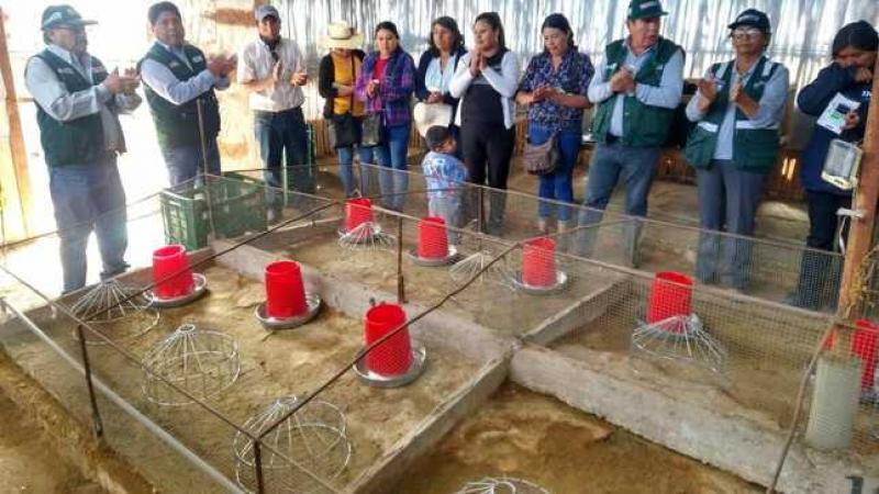 Más de 300 productores de Moquegua reciben equipamiento y capacitación para crianza de cuyes