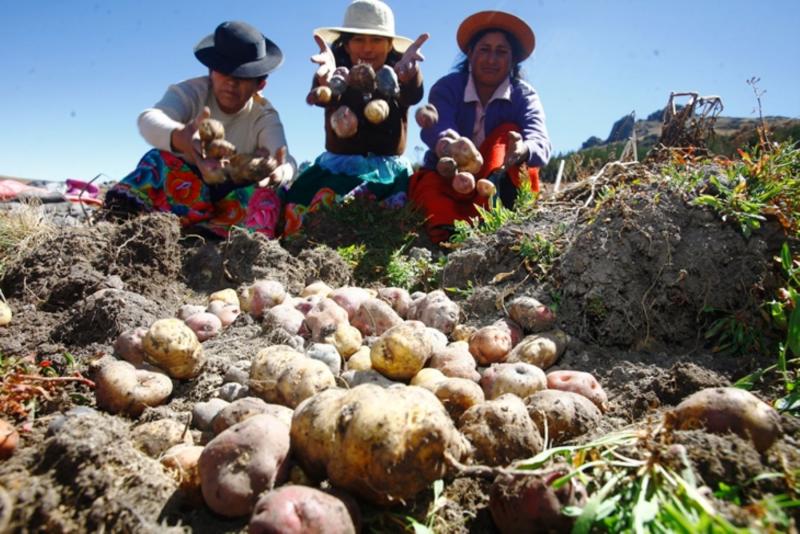 Más de 700 mil familias cultivan papa en Perú