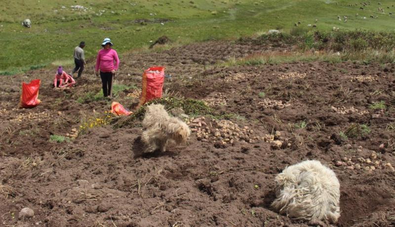 Más de mil hectáreas de cultivos afectados por heladas en Huancayo y Huancavelica