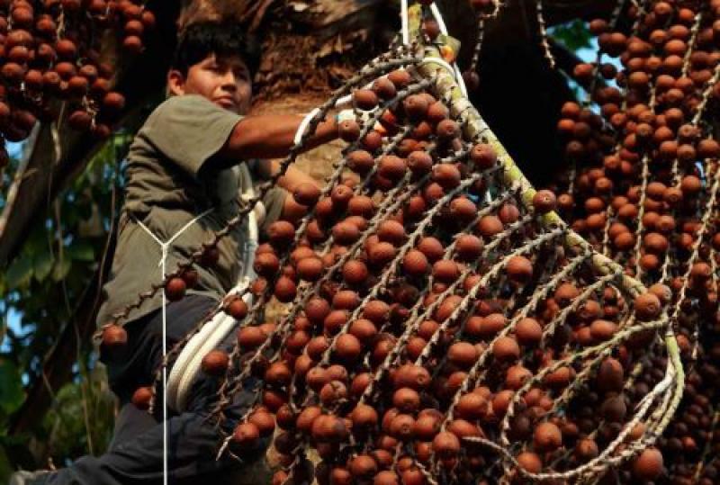 Mejoran competitividad de productores de frutas amazónicas de Loreto