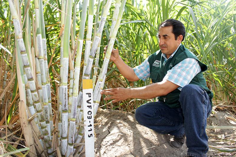 Mejoran producción de panela orgánica en valles interandinos de Piura, Lambayeque y Cajamarca