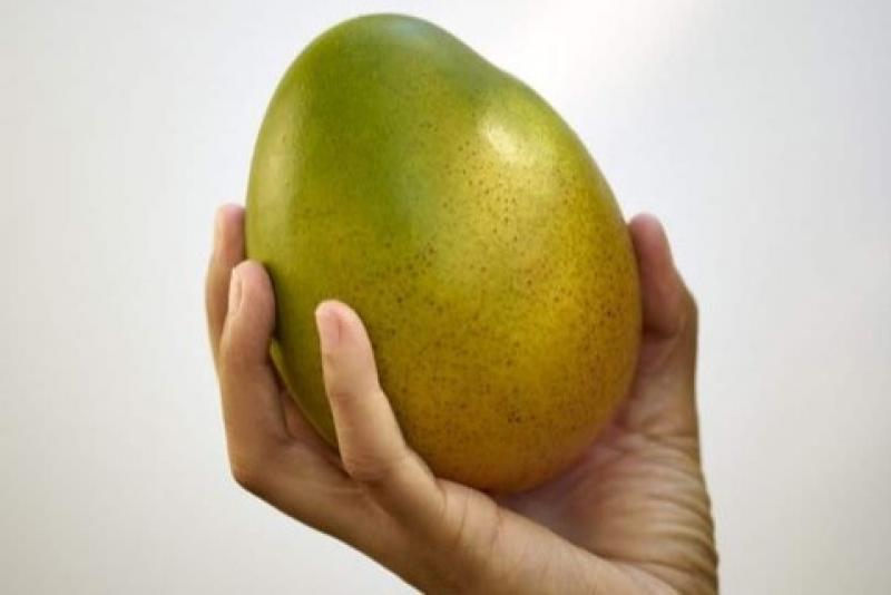 México: en marcha el Foro del Mango en Oaxaca