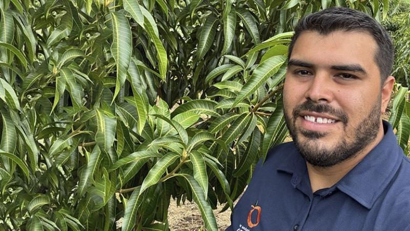 México: Mangos de Michoacán ponen sus miras en nuevos mercados como Europa, Rusia y Japón