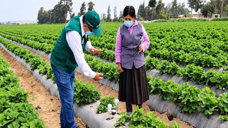 Midagri capacitará a más de 92 mil productores para enfrentar el Fenómeno El Niño