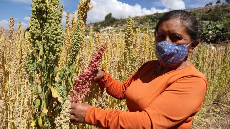Midagri crea sello de buenas prácticas agrícolas